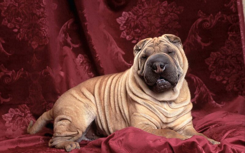 Shar-pei Dog — Red