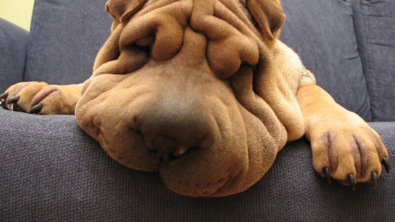 Shar-pei Dog Resting — Brown
