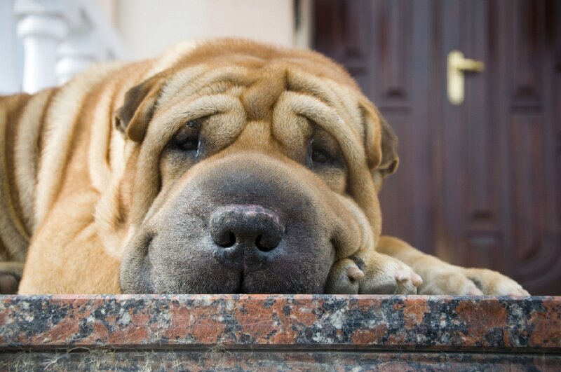 Shar-pei Dog Resting