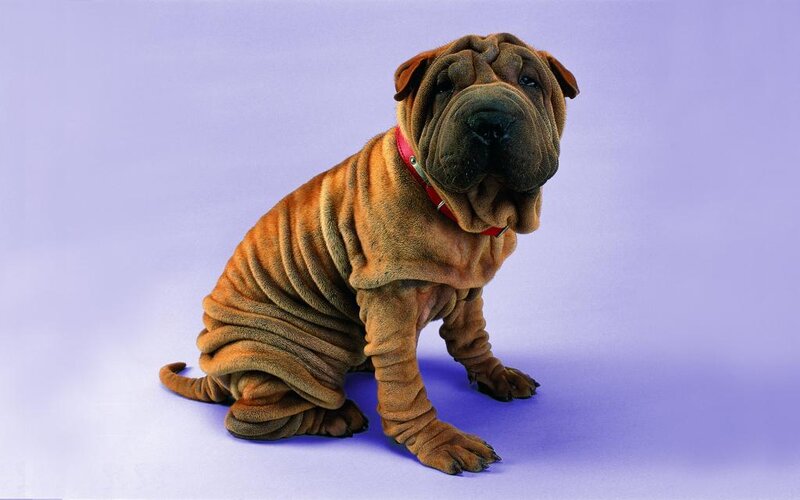 Shar-Pei dog sitting