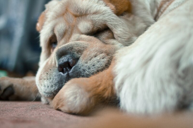 Shar-pei Dog Sleeping
