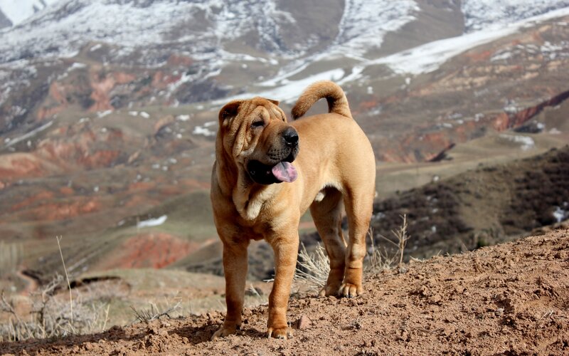 Shar-Pei Dog Standing