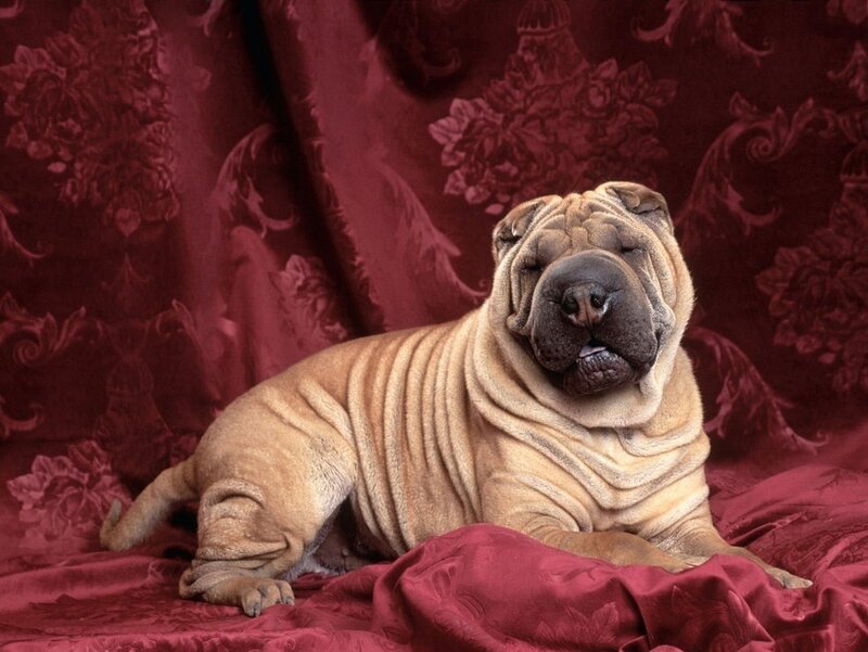 Shar-pei Dog