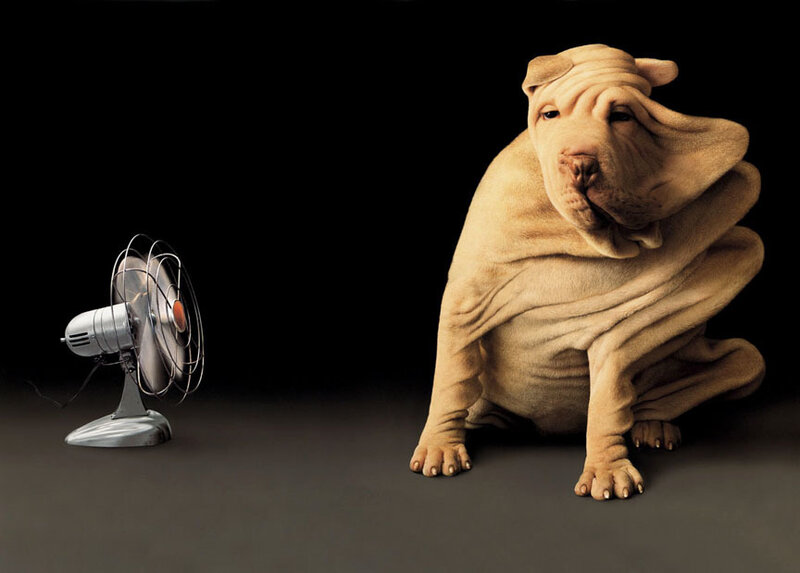 Shar-Pei Dog with Fan — Brown