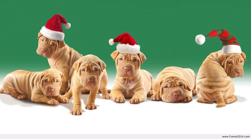 Shar-Pei Puppies — Green