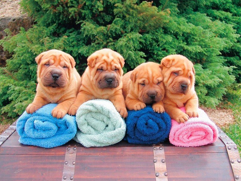Shar-Pei puppies on towels