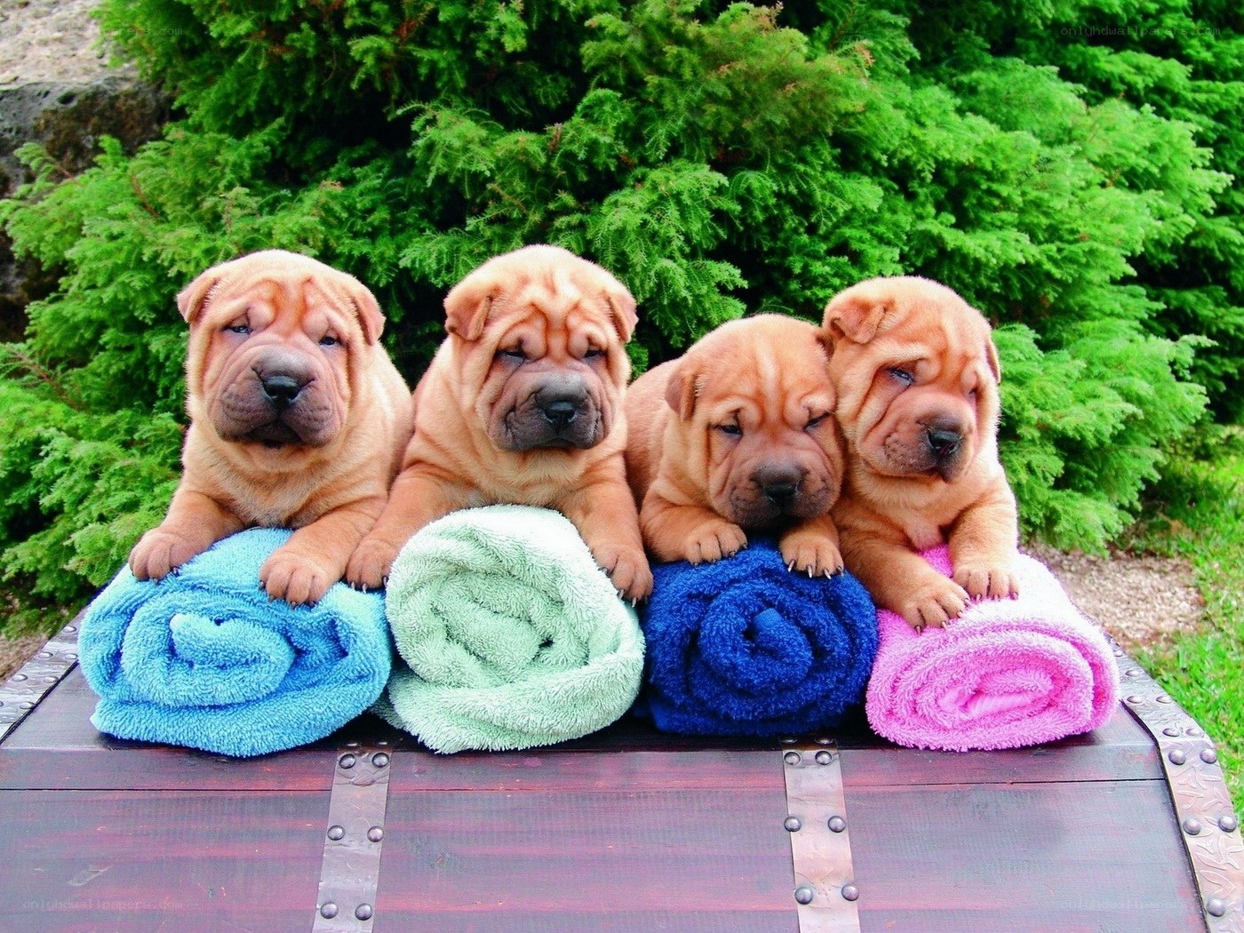 Shar-Pei puppies on towels