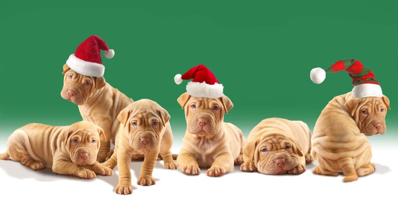 Shar-Pei Puppies