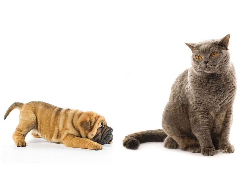 Shar-pei Puppy and Cat — Gray
