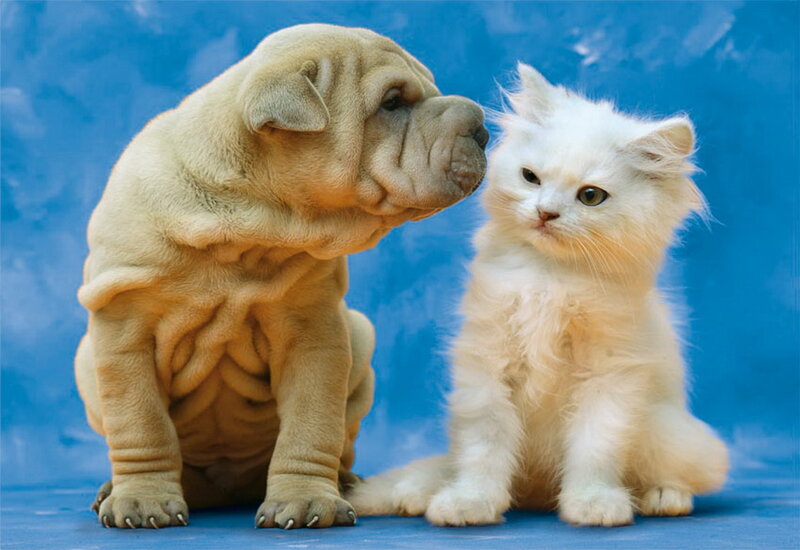 Shar-Pei Puppy and Kitten