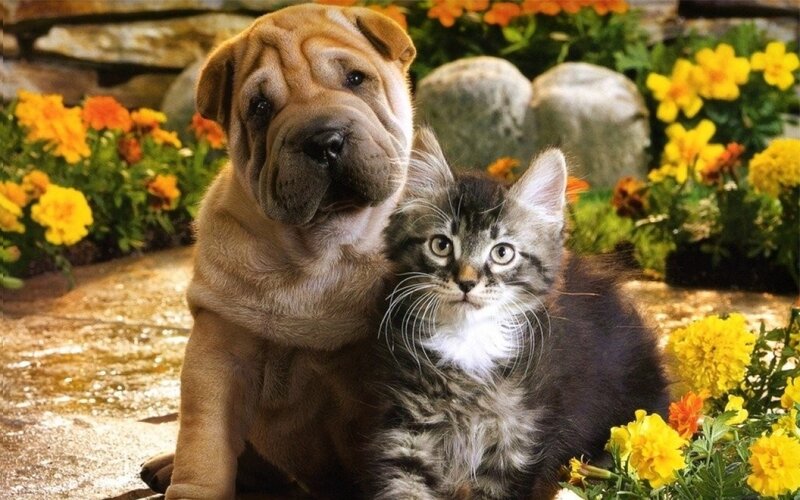 Shar-pei Puppy and Kitten — Yellow