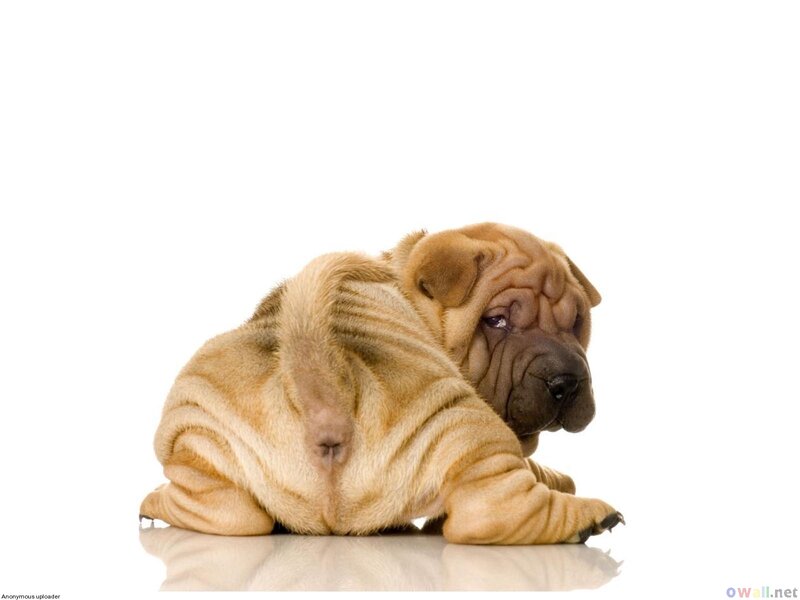 Shar-pei Puppy — Beige, Calm, Photograph