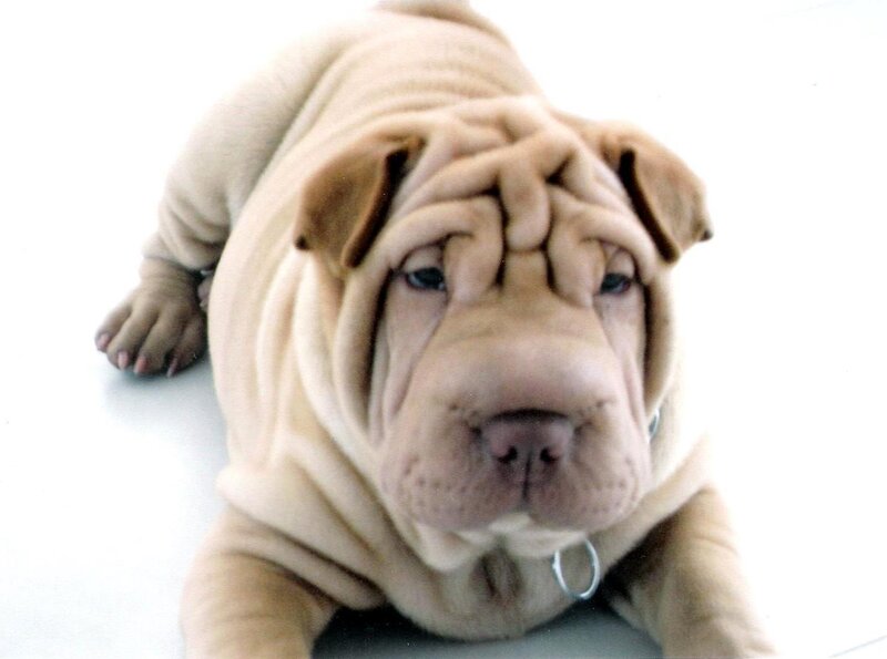 Shar-Pei Puppy — Beige, Calm