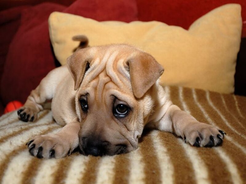 Shar-pei Puppy — Brown, Calm, Photograph