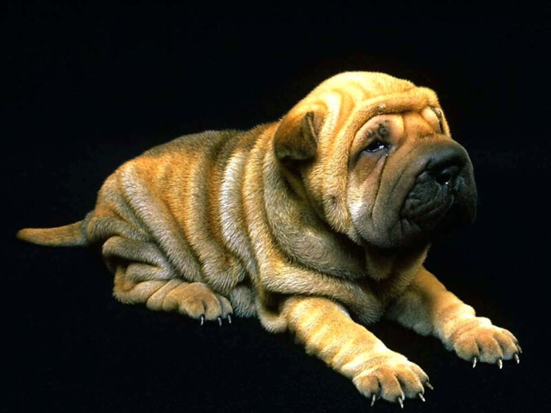 Shar-pei Puppy — Brown, Calm