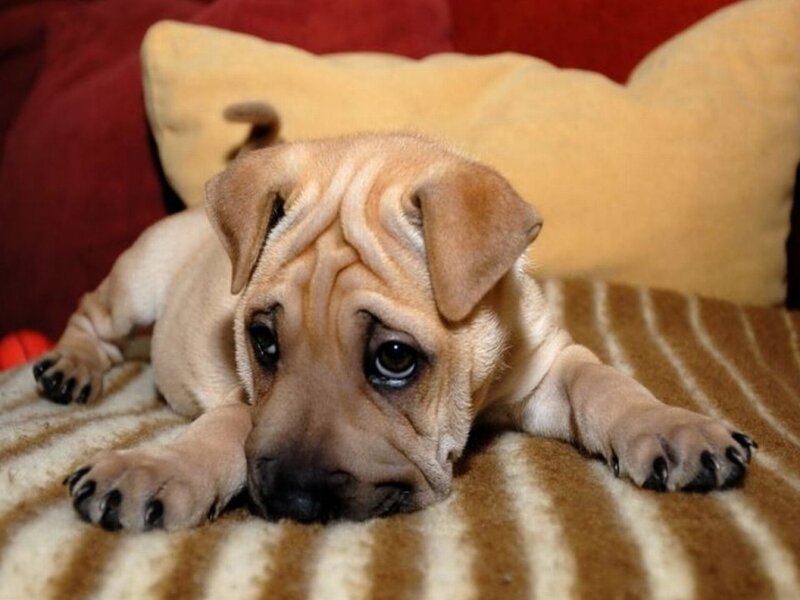 Shar-pei Puppy — Brown