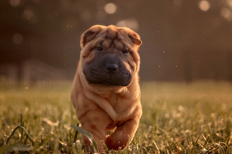 Shar-pei Puppy — Brown, Warm