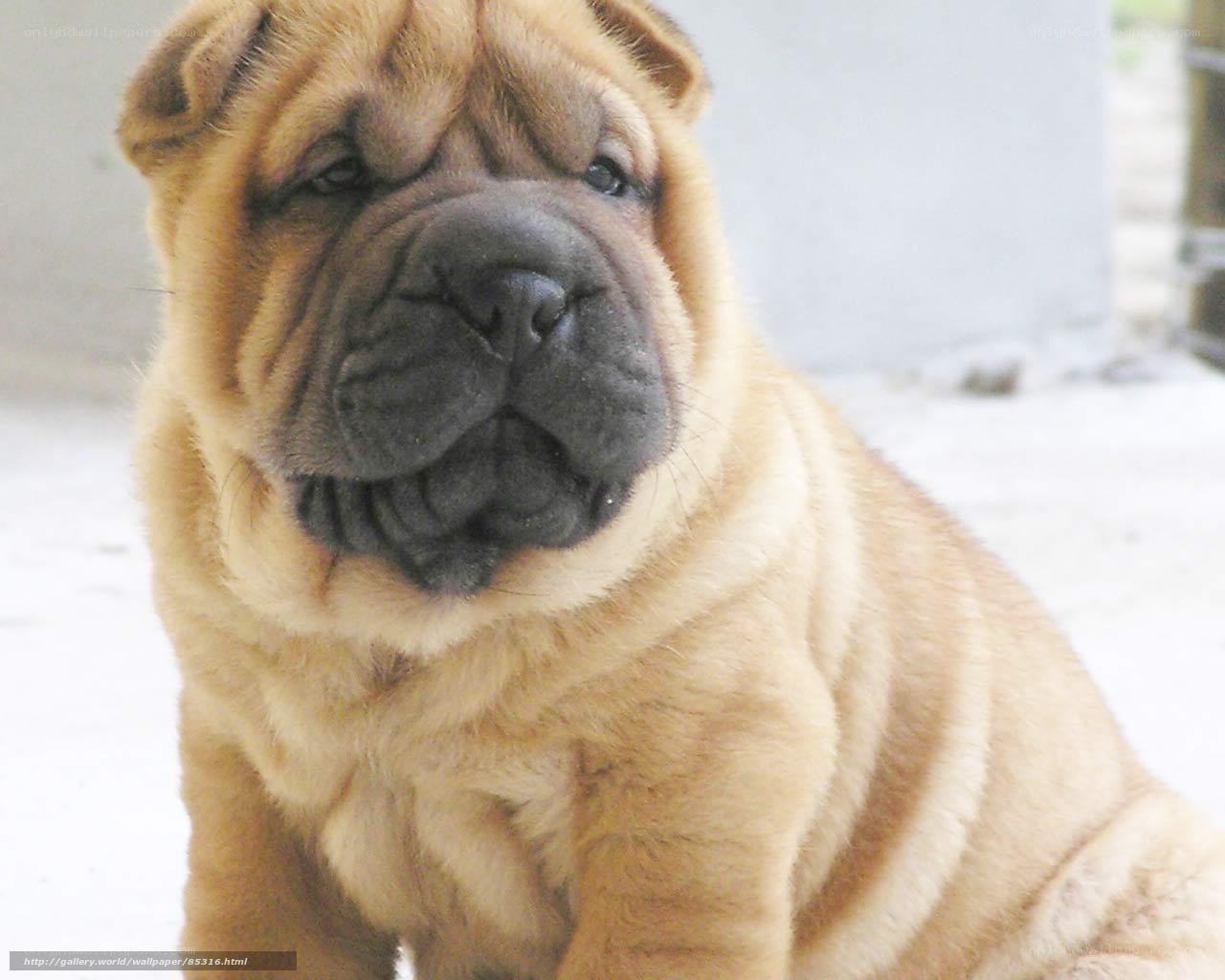 Shar-Pei puppy close-up