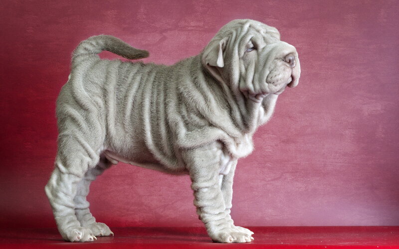 Shar-Pei Puppy — Gray, Calm