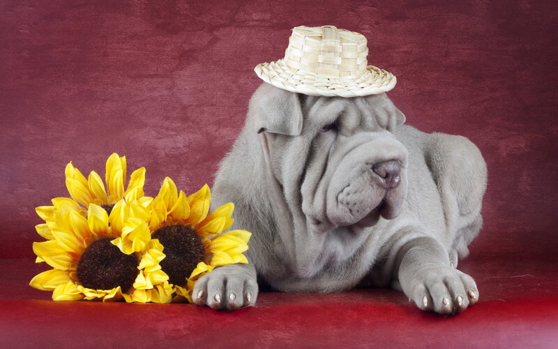 Shar-Pei Puppy — Gray