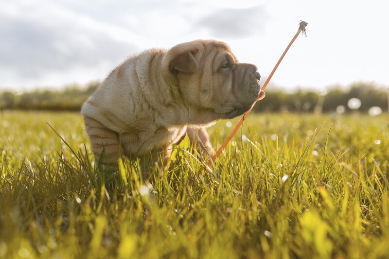 Shar-pei Puppy — Green, Calm