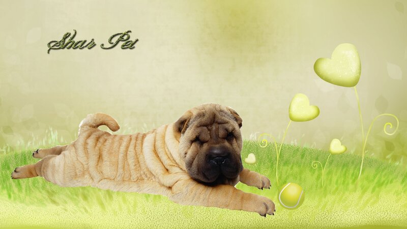 Shar Pei Puppy — Green