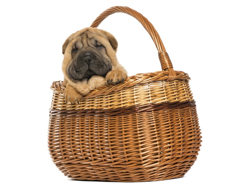 Shar-pei Puppy in Basket