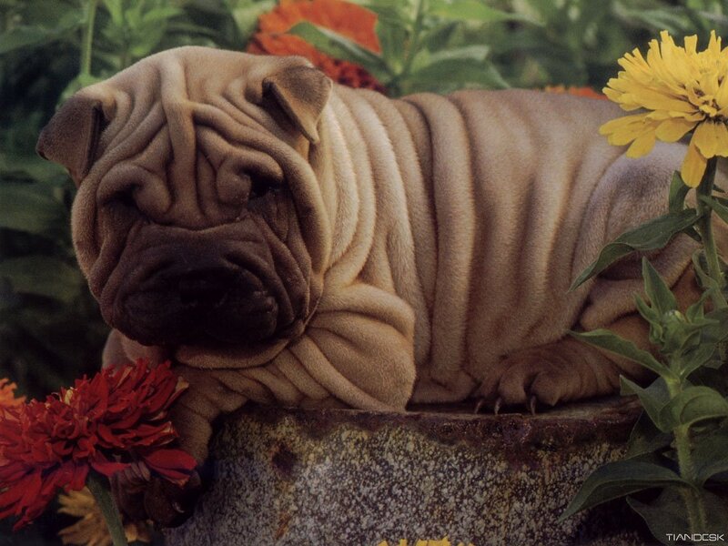 Shar-pei puppy in garden
