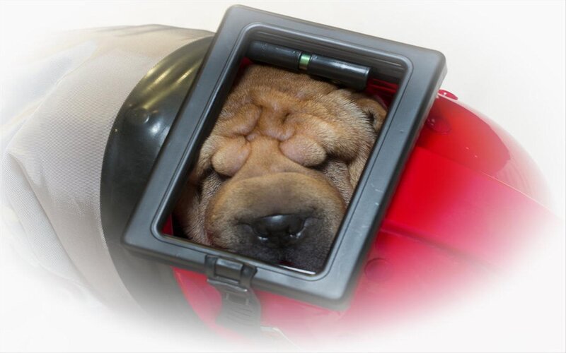 Shar-pei Puppy in Helmet