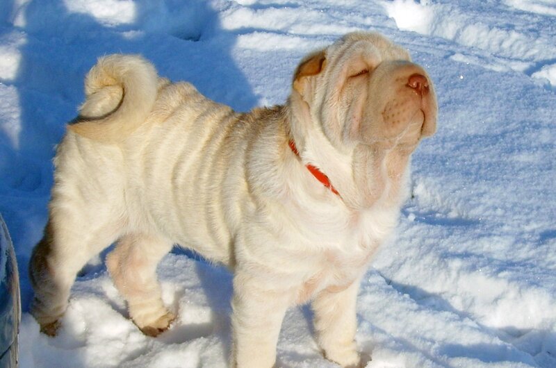 Shar-Pei puppy in snow