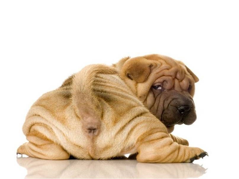 Shar Pei puppy lying down