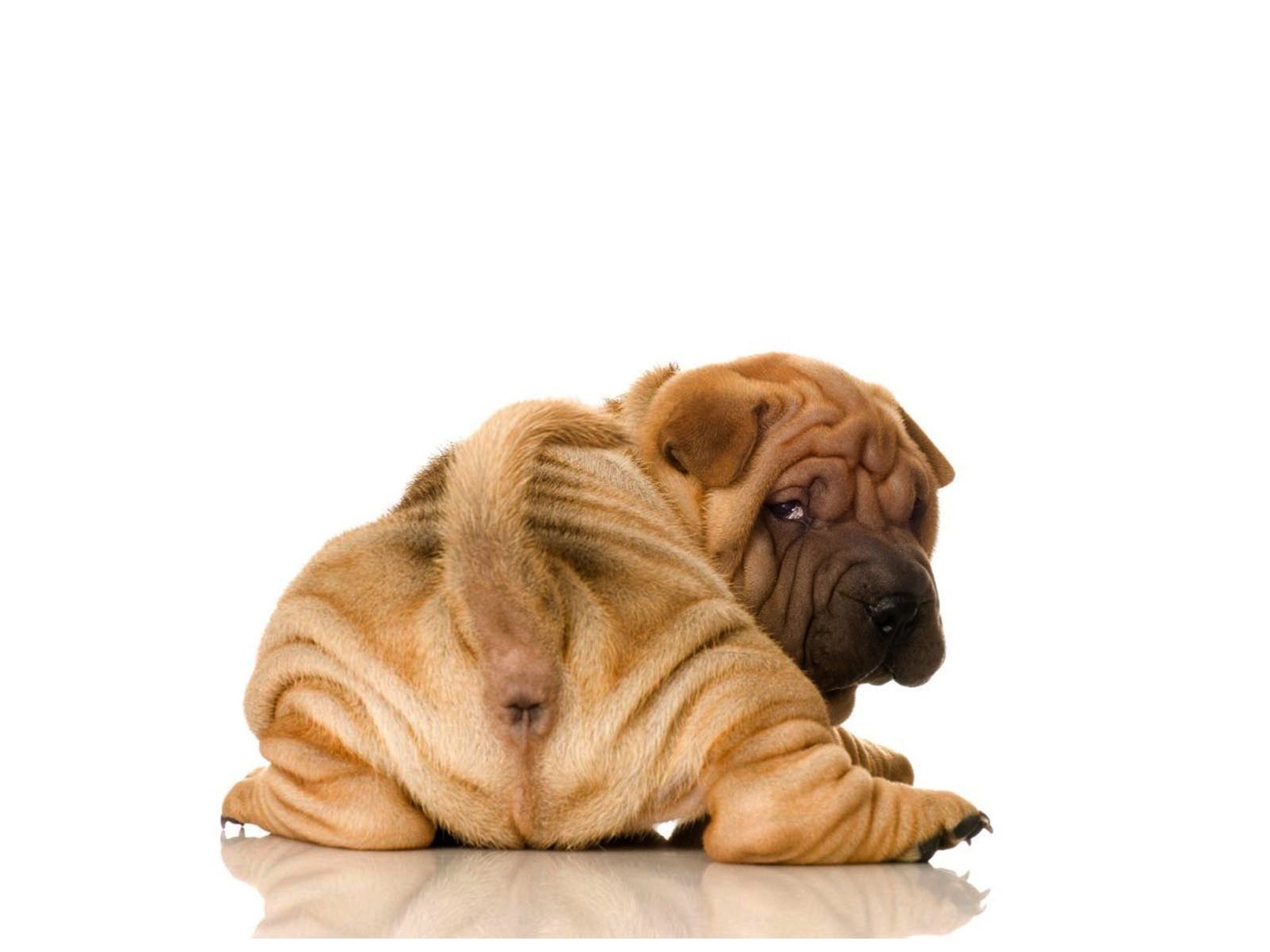 Shar-Pei puppy lying down
