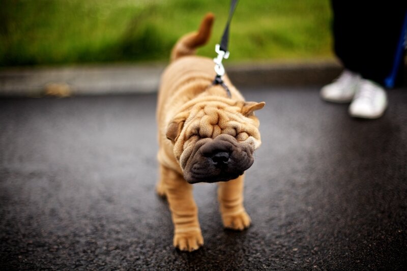 Shar-pei Puppy on Leash