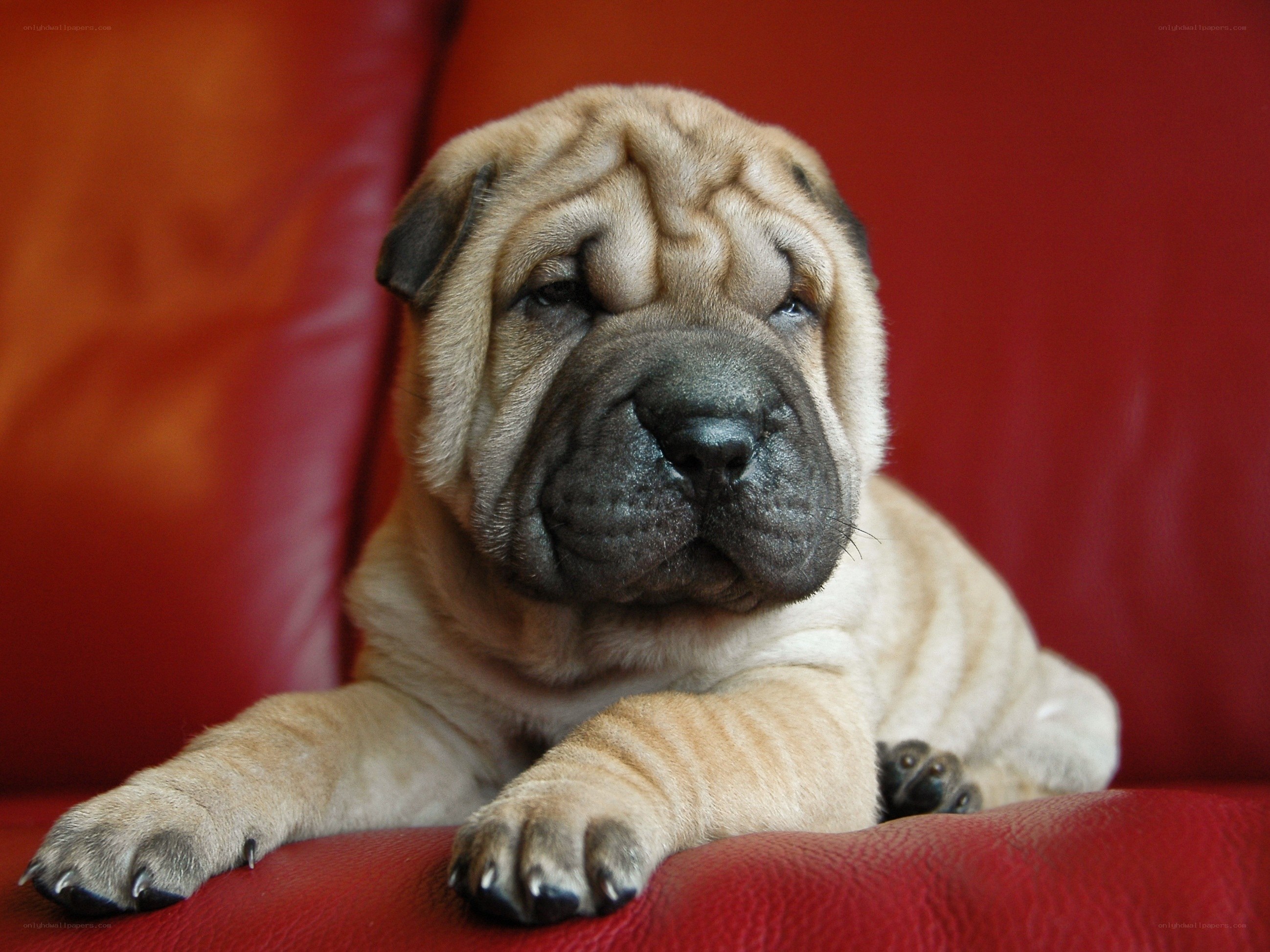 Shar-Pei puppy on red couch