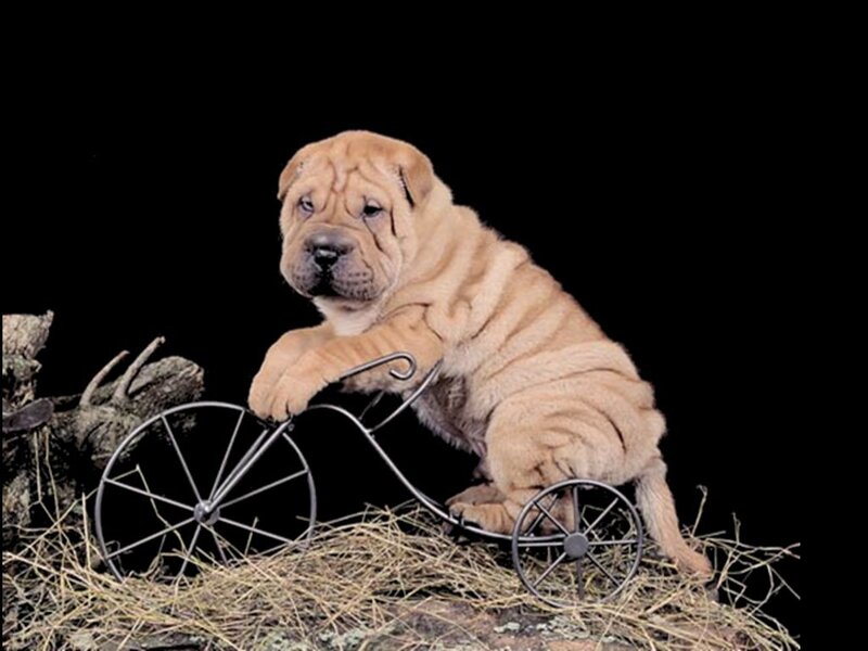 Shar-pei Puppy on Tricycle