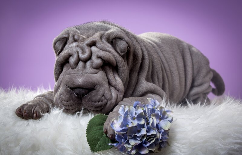 Shar-pei Puppy — Purple
