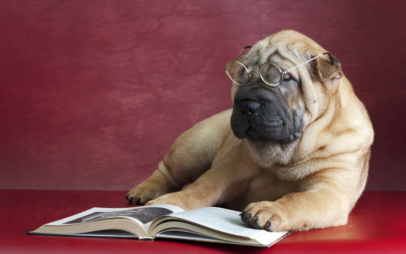 Shar-pei Puppy Reading