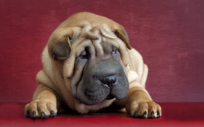 Shar-pei Puppy — Red, Calm