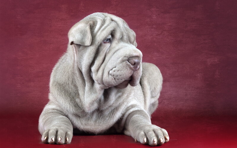 Shar-Pei Puppy — Red
