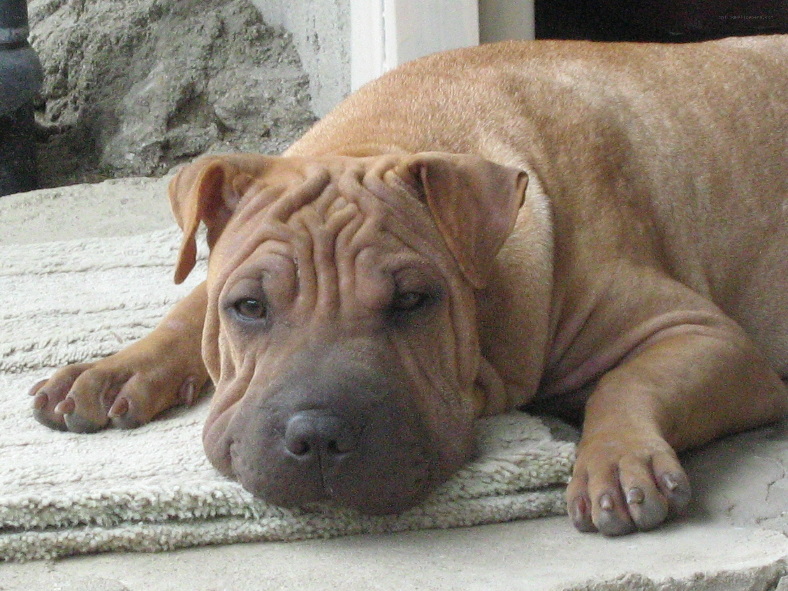 Shar-pei puppy resting