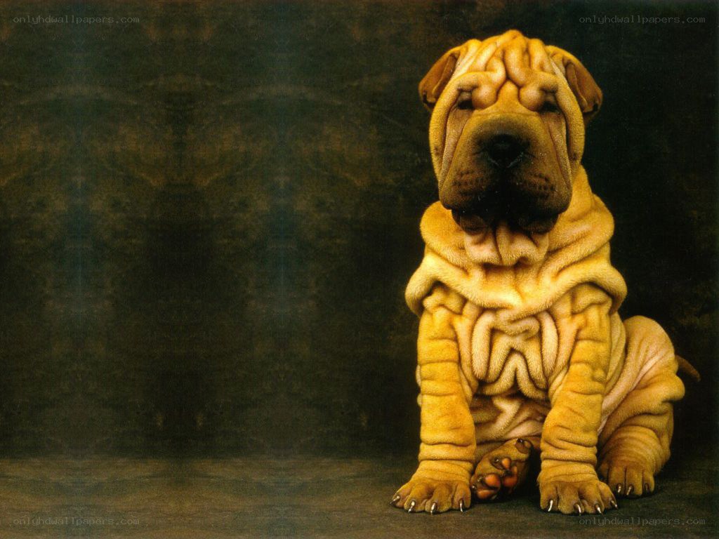 Shar-Pei puppy sitting