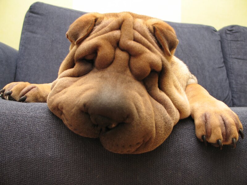 Shar-pei Puppy Sleeping — Brown, Calm