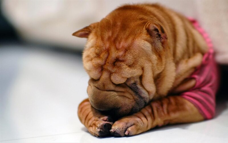 Shar-pei Puppy Sleeping — Brown, Peaceful