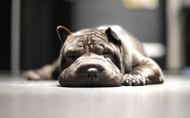Shar-pei Puppy Sleeping — Gray