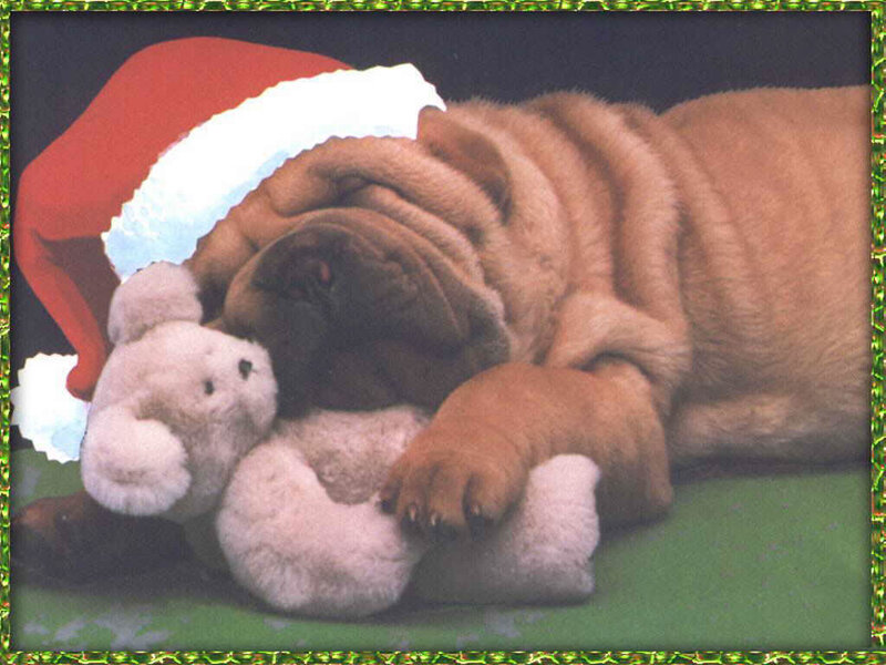 Shar-pei Puppy Sleeping