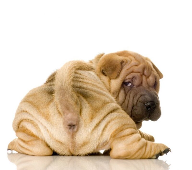 Shar-pei Puppy