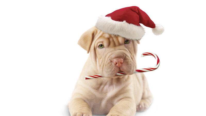 Shar-pei Puppy — White, Festive