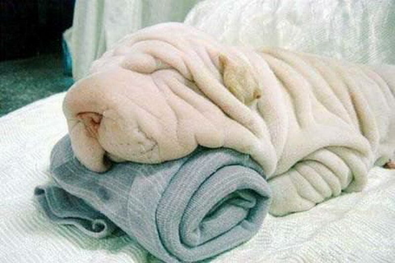 Shar-Pei Puppy — White