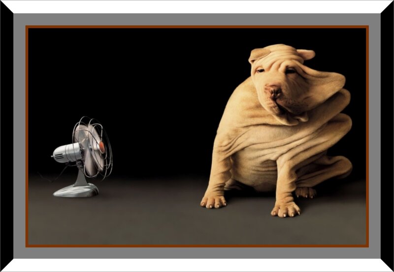 Shar-pei puppy with fan