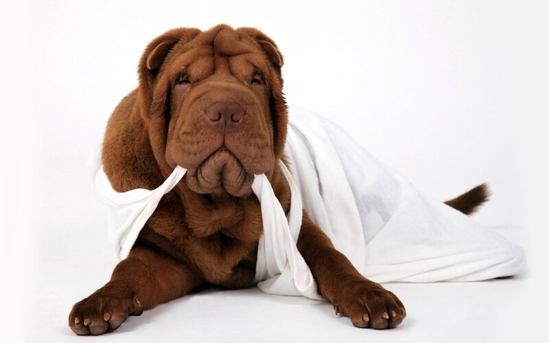 Shar-pei puppy wrapped in towel